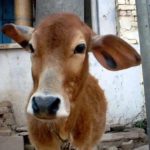 The Little Cow