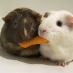 Hamsters sharing a carrot