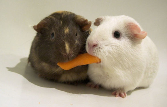 Hamsters sharing a carrot