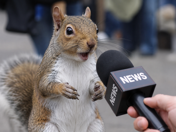 Squirrel Talk